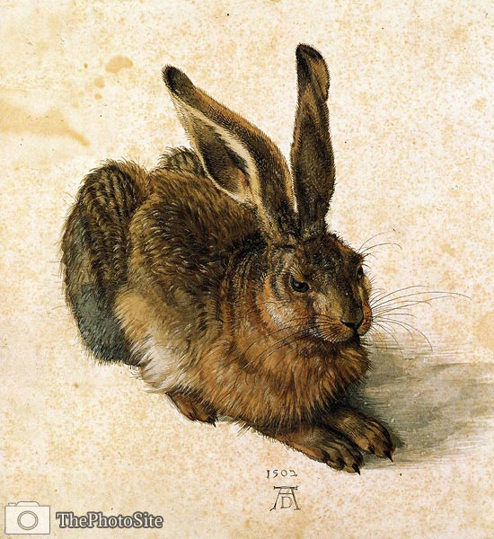Young Hare Albrecht Durer - Click Image to Close