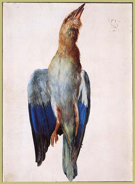 Dead bluebird 1512, Albrecht Durer - Click Image to Close