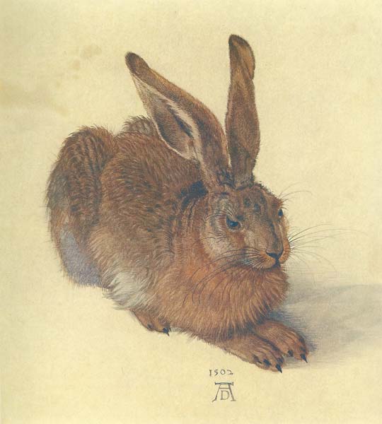 Hare 1502 by Albrecht Durer - Click Image to Close
