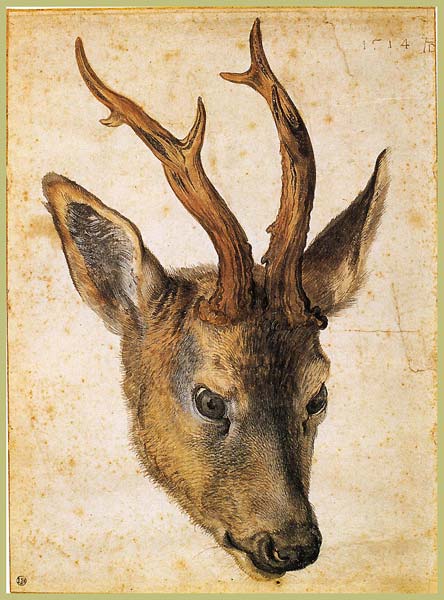 Head of a stag, Albrecht Durer - Click Image to Close