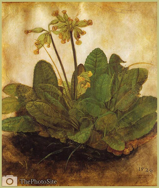 Primula, Albrecht Durer - Click Image to Close