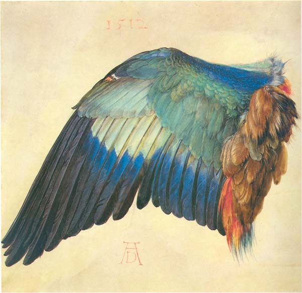 Wing of a blue roller 1512, Albrecht Durer - Click Image to Close