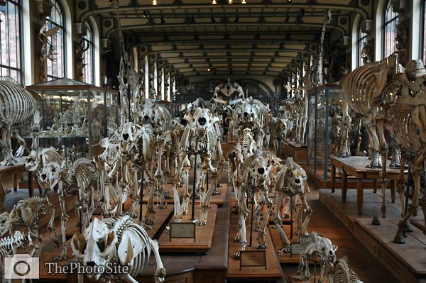 Animal bones ? Paris anatomy natural history museum - Click Image to Close