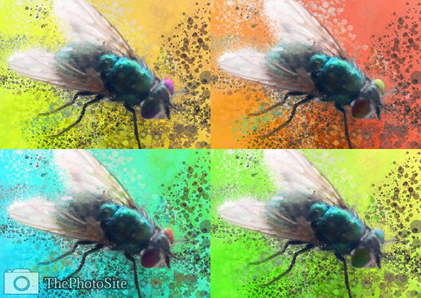 Fly Pop Art - Click Image to Close