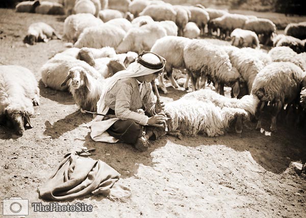Shepherd playing to flock of sheep - Click Image to Close