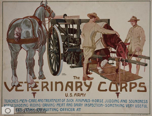 Sick horse animal ambulance - World War I Poster - Click Image to Close