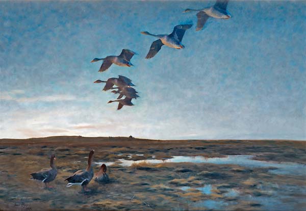 Wild geese at dusk - Click Image to Close
