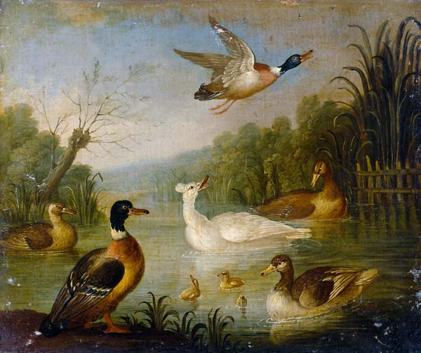 Mallards on a Pond - Click Image to Close