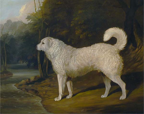 Portrait of a Dog, Ross - Click Image to Close