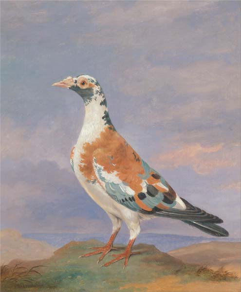 Studies of carrier pigeon - Click Image to Close