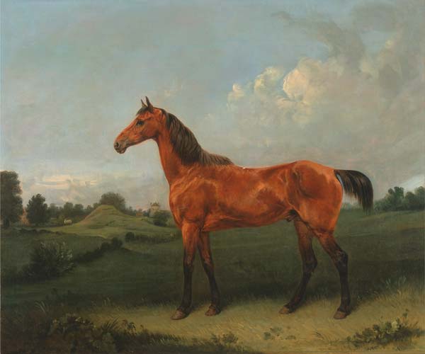 A Bay Horse in a Field - Click Image to Close