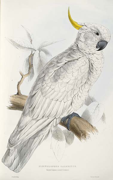 Cacatua galerita Plyctolophus galeritus Greater Sulphur crested - Click Image to Close