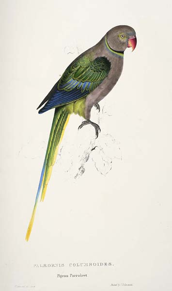 Psittacula columboides Palaeornis columboides. Pigeon Parrakeet - Click Image to Close