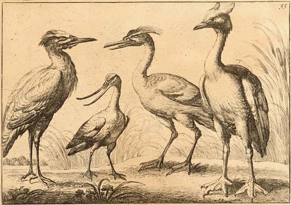 Four Wading Birds - Click Image to Close