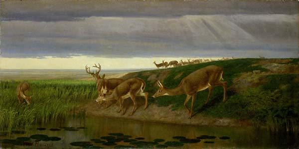 Deer on the Prairie - Click Image to Close