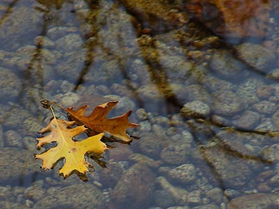 Oak Leaves Floating in Stream