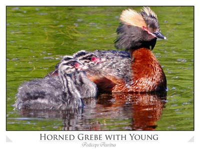 Horned Grebe with Young (Podiceps Auritus)