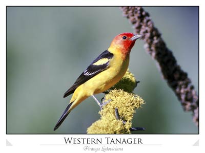 Western tanager (Piranga ludoviciana)