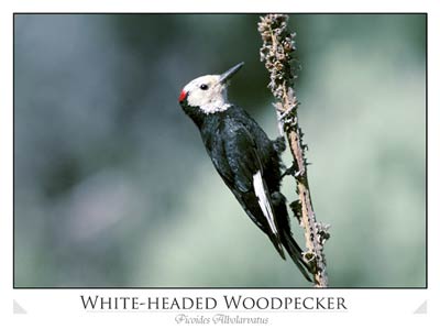 White-headed woodpecker (Picoides albolarvatus)