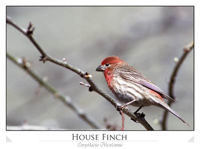 House finch (Carpodacus mexicanus)