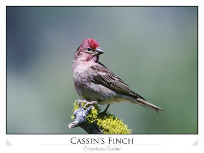 Cassin's Finch (Carpodacus cassinii)