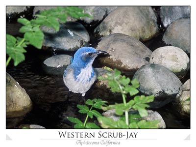 Western Scrub Jay (Aphelocoma californica)