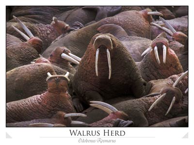 Walrus on Togiak National Wildlife Refuge