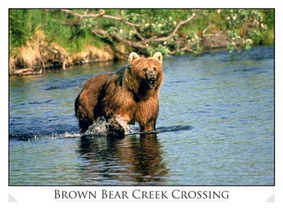 Brown Bear in Creek
