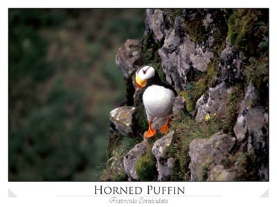 Horned Puffin, Hall Island (Fratercula corniculata)