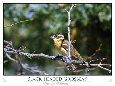 Black-headed Grosbeak (Pheucticus melanocep)