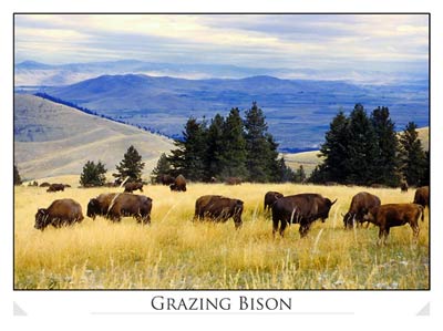 Bison (National Bison Range, Montana)