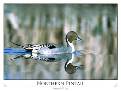 Northern Pintail (Anas acuta)