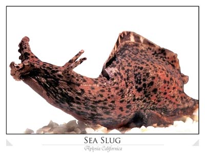 Sea Slug (Aplysia californica)