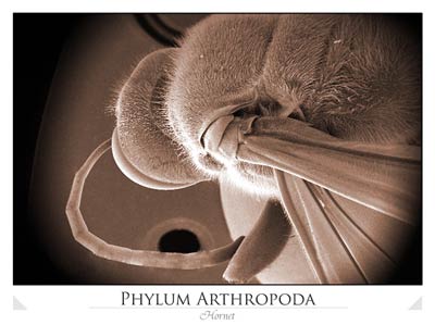 Hornet (Phylum Arthropoda)
