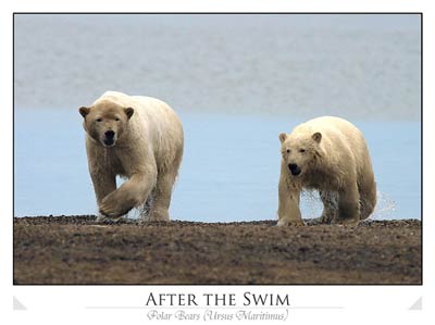 Polar bear approaching with young (Ursus maritimus)