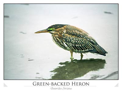 Green-backed Heron (Butorides striatus)