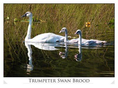 Trumpeter Swan (Cygnus cygnus)