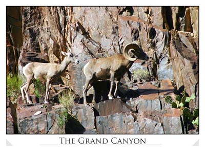Big Horn Sheep at the Grand Canyon