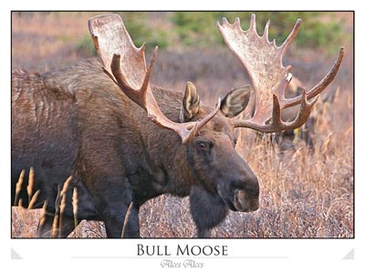 Bull Moose (Alces alces)