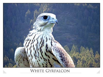 White Gyrfalcon
