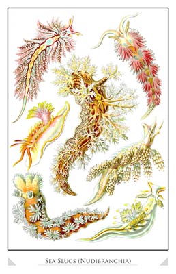 Sea Slugs (Nudibranchia)