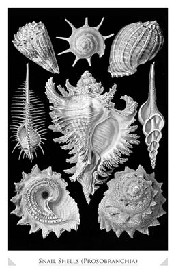 Sea Shells (Prosobranchia)