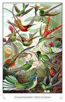 Hummingbirds (Tochilidae)