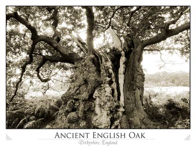 Ancient English Oak