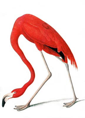 American Flamingos by John Audubon
