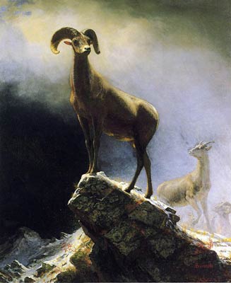 Rocky Mountain Sheep Albert Bierstadt