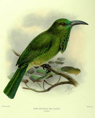 Nyctiornis amictus Henry Eeles Dresser
