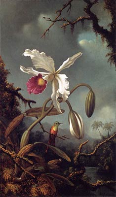 White Brazilian Orchid Martin Johnson Heade