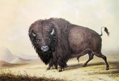 Buffalo Bull Grazing George Catlin