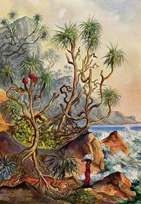 Pandanus near to Matura Ernst Haeckel